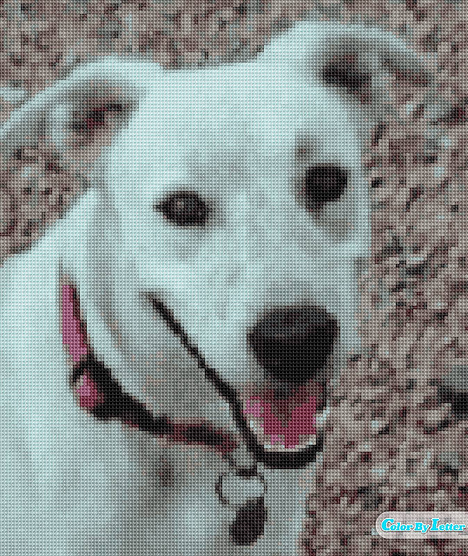 Missy is registered to the contest to win money with this photo: canidae, carnivore, companion_dog, dog, dog_breed, dog_supply, event, fawn, font, football, non_sporting_group, pattern, pet_supply, photo_caption, snout, sporting_group, terrestrial_animal, toy_dog, white, working_animal