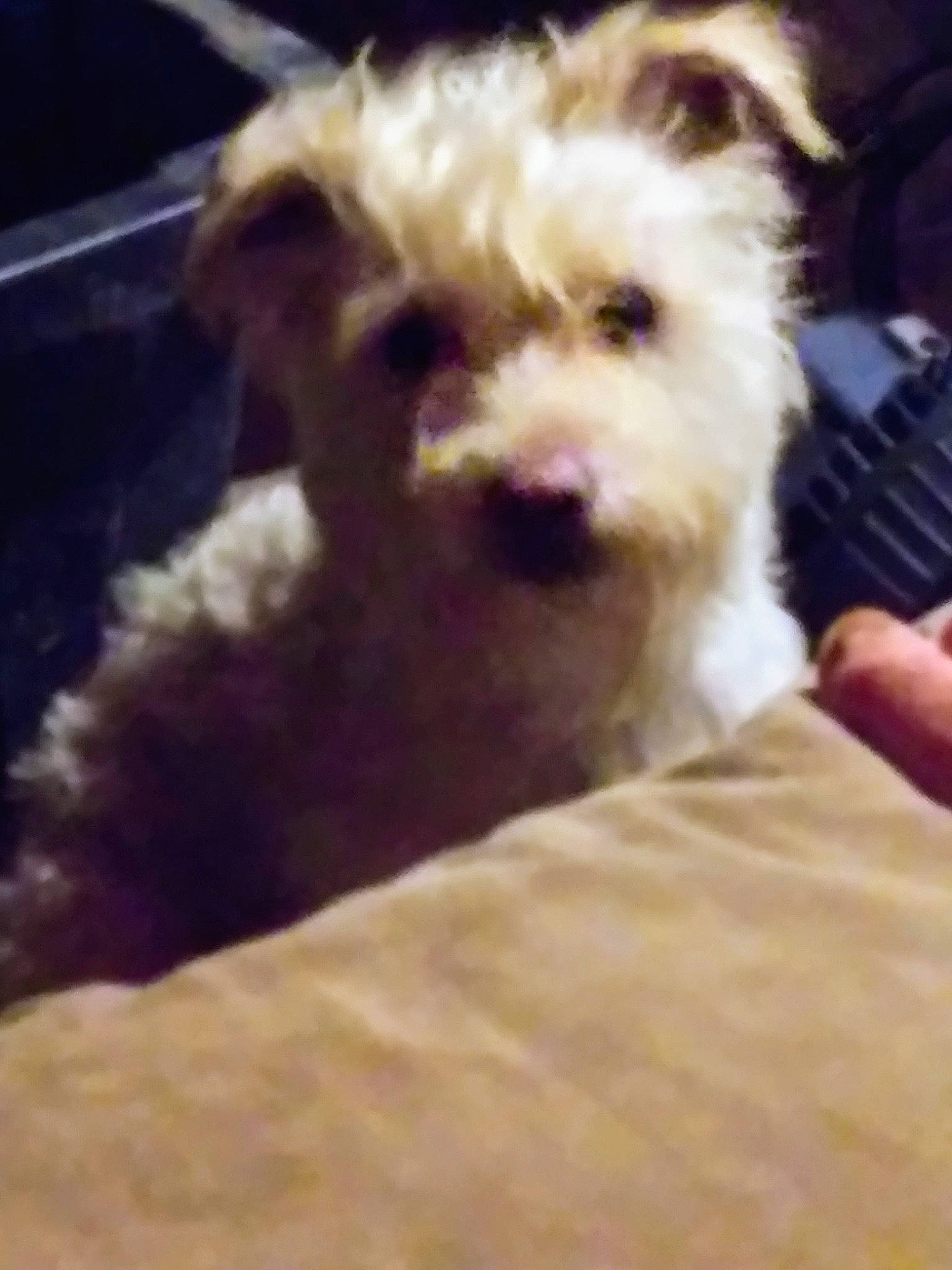 Peanut Butter joined the competition — help win amazing prizes! carnivore, cloud, comfort, companion_dog, dog, dog_breed, dog_supply, fur, non_sporting_group, poodle_crossbreed, small_terrier, terrestrial_animal, terrier, toy_dog, working_animal, yorkipoo