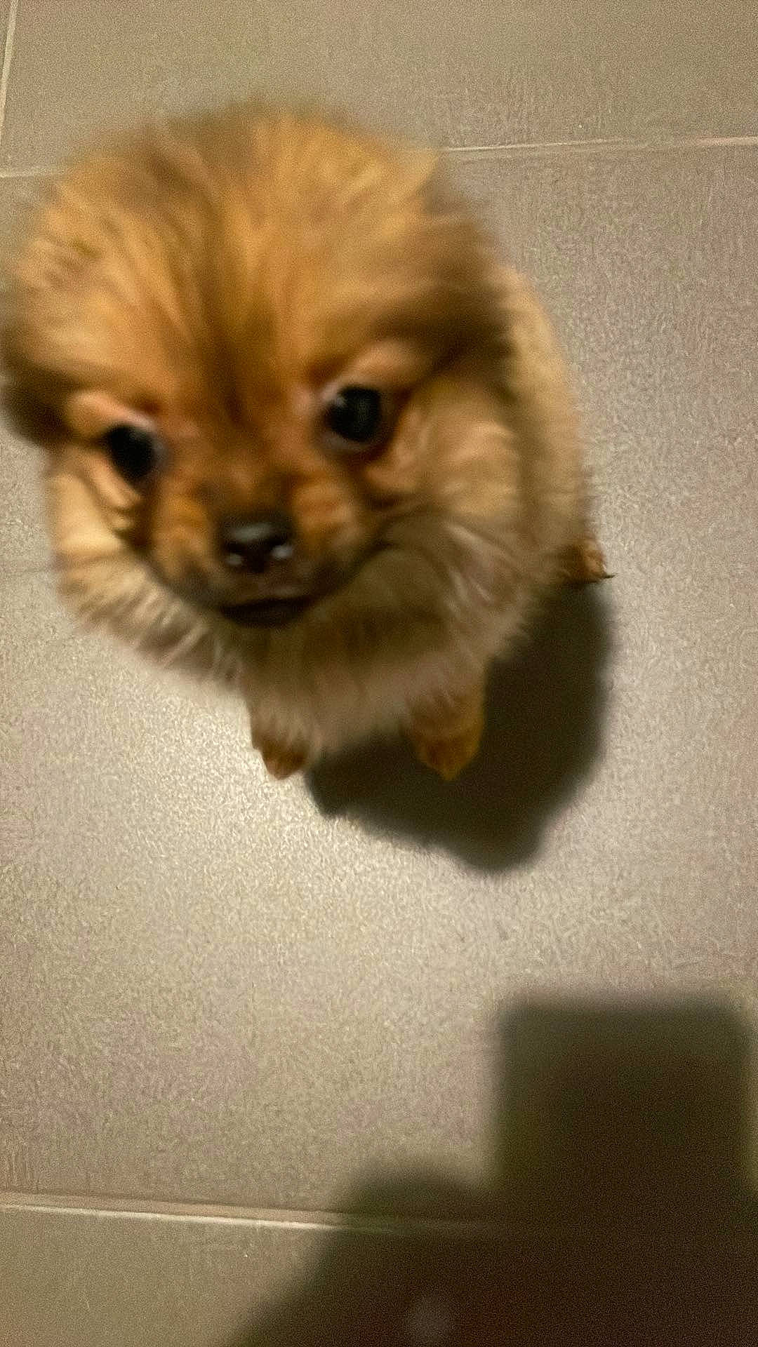 Pooky a rejoint le concours — aidez-le/la à gagner de superbes lots ! canidae, carnivore, companion_dog, dog, dog_breed, fawn, fur, german_spitz, german_spitz_klein, german_spitz_mittel, liver, paw, puppy, snout, spitz, sporting_group, terrestrial_animal, toy_dog, whiskers, working_animal