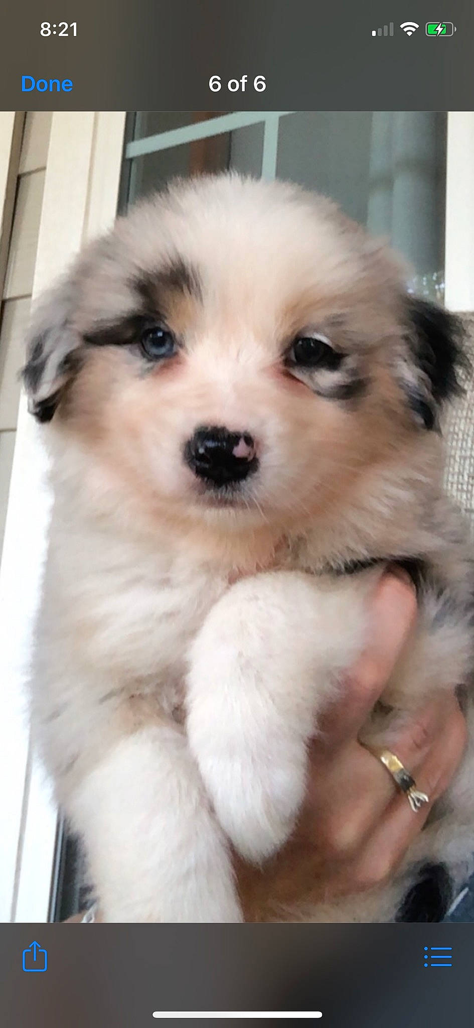 Kasey joined the competition — help win amazing prizes! ancient_dog_breeds, australian_shepherd, canidae, carnivore, companion_dog, dog, dog_breed, great_pyrenees, mammal, miniature_australian_shepherd, nose, puppy, puppy_love, rare_breed_dog, vertebrate, working_dog