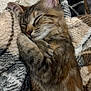 animal, blanket, cat, closeup, comfort, cozy, cute, ears, feline, fur, indoor, kitten, nap, pet, relaxed, resting, sleeping, soft, tabby, whiskers