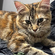 Tostada joined the competition — help win amazing prizes! animal, cat, closeup, clothing, cute, domestic, ears, fabric, feline, fur, indoor, laying, pet, portrait, resting, soft, striped, tabby, texture, whiskers