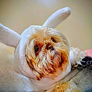 Leia is registered to the contest to win money with this photo: dog, bunny_costume, fluffy, pet, cute, animal, white, ears, portrait, costume, indoor, furry, close_up, face, adorable, looking_up, soft, companion, pet_clothing, domestic_animal