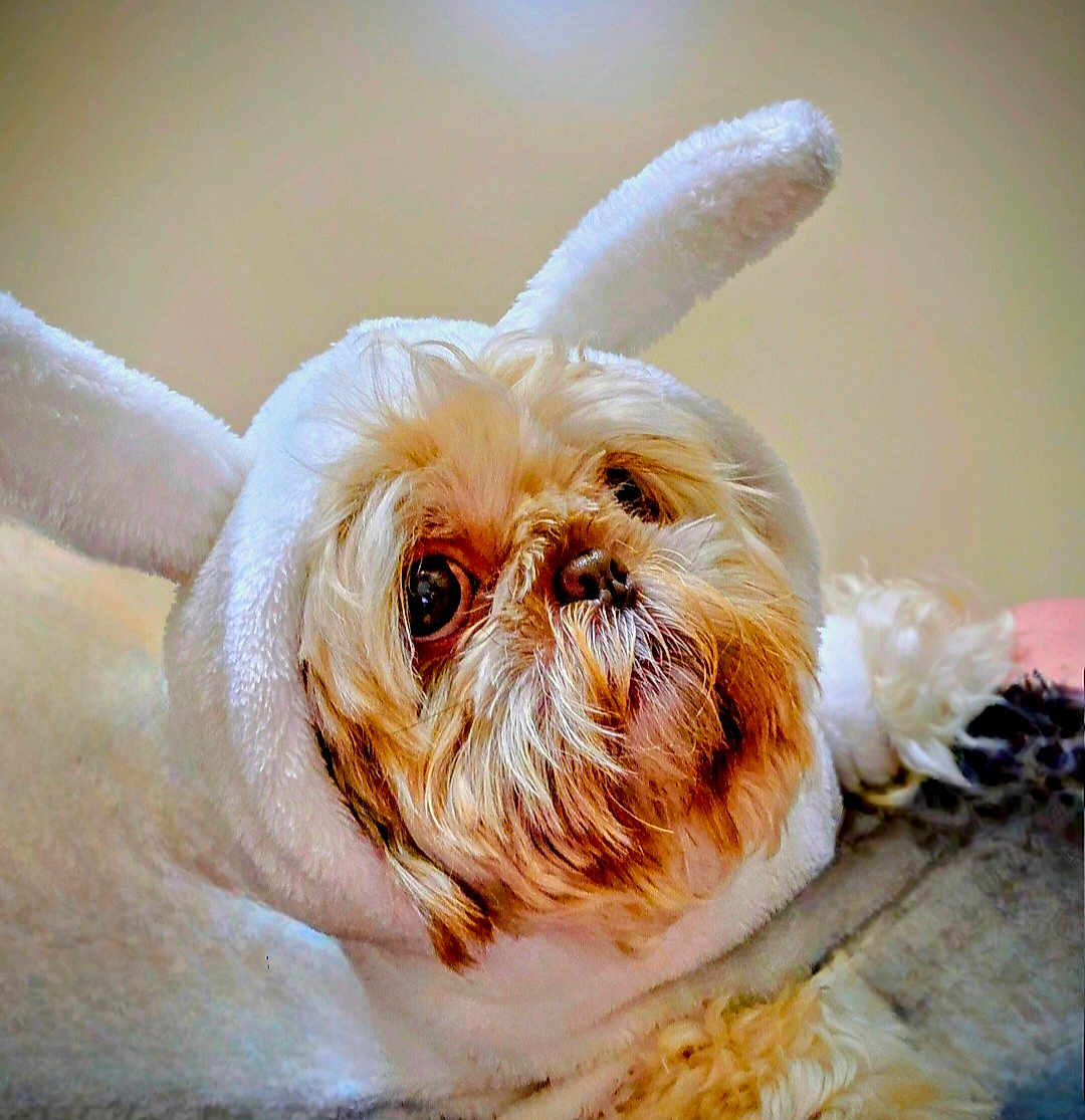 Leia