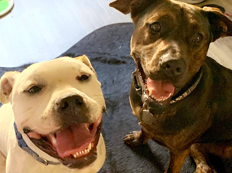 Rocco joined the competition — help win amazing prizes! bulldog, canidae, carnivore, collar, companion_dog, dog, dog_breed, dog_collar, fawn, fur, jaw, liver, non_sporting_group, pet_supply, snout, sporting_group, terrestrial_animal, whiskers, working_animal, working_dog