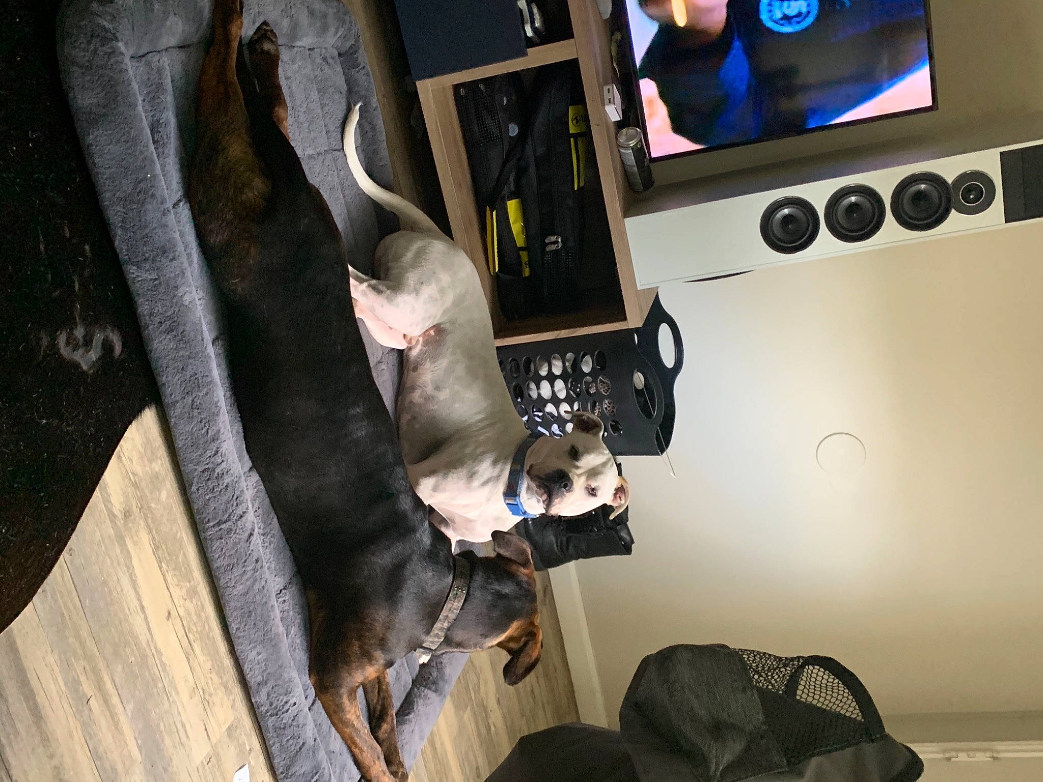 Rocco joined the competition — help win amazing prizes! audio_equipment, carnivore, comfort, companion_dog, couch, display_device, dog, dog_breed, fun, fur, gadget, led_backlit_lcd_display, luggage_and_bags, machine, multimedia, room, sporting_group, television, television_set, tree