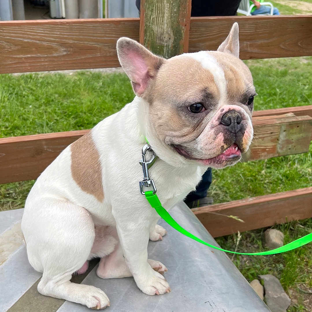 Jettson is registered to the contest to win money with this photo: accessories, animal, bostonbull, boxer, bulldog, canine, dog, frenchbulldog, grass, leash, person, pet, pitbull, plant, puppy, strap, whitedog