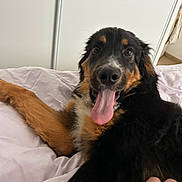 April a rejoint le concours — aidez-le/la à gagner de superbes lots ! dog, tongue_out, bed, indoor, pet, happy, playful, black_fur, brown_fur, white_fur, hand, cozy, relaxed, canine, animal, fur, lying_down, close_up, companion, friendly