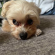 Tank is registered to the contest to win money with this photo: dog, puppy, close_up, resting, carpet, fluffy, cute, indoor, pet, brown, fur, animal, small_dog, lying_down, eyes, harness, cozy, blanket, background, soft