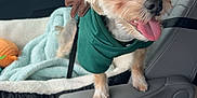 Tank is registered to the contest to win money with this photo: dog, small_dog, green_hoodie, car_interior, armrest, blanket, seat, happy, tongue_out, pet, cozy, window, car_seat, leash, toy, cute, fur, animal, travel, companion