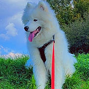 Aiko a rejoint le concours — aidez-le/la à gagner de superbes lots ! dog, white_dog, fluffy, grass, greenery, leash, red_leash, outdoor, nature, sky, clouds, trees, happy, panting, canine, pet, summer, daylight, fur, sitting