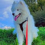 dog, white_dog, fluffy, grass, greenery, leash, red_leash, outdoor, nature, sky, clouds, trees, happy, panting, canine, pet, summer, daylight, fur, sitting