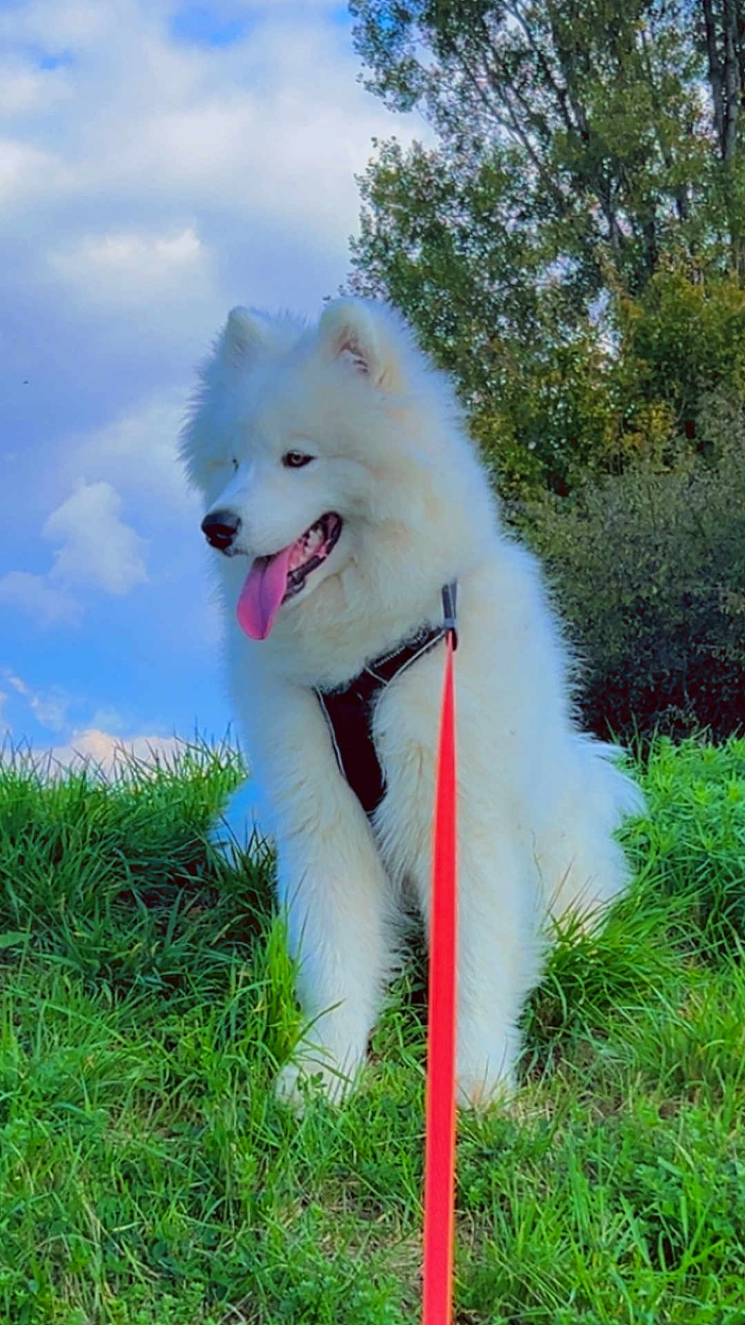 Aiko a rejoint le concours — aidez-le/la à gagner de superbes lots ! dog, white_dog, fluffy, grass, greenery, leash, red_leash, outdoor, nature, sky, clouds, trees, happy, panting, canine, pet, summer, daylight, fur, sitting