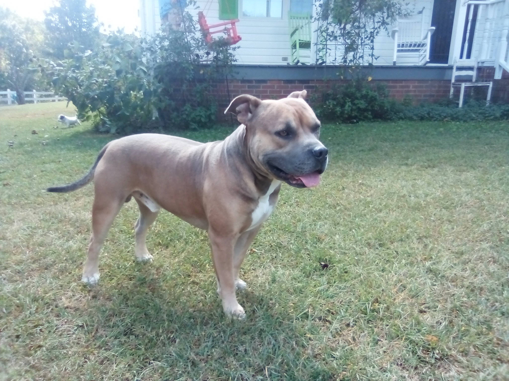 Toby joined the competition — help win amazing prizes! canidae, carnivore, collar, companion_dog, dog, dog_breed, dog_collar, dog_supply, fawn, grass, molosser, plant, porch, snout, sporting_group, tail, tree, window, working_animal, working_dog