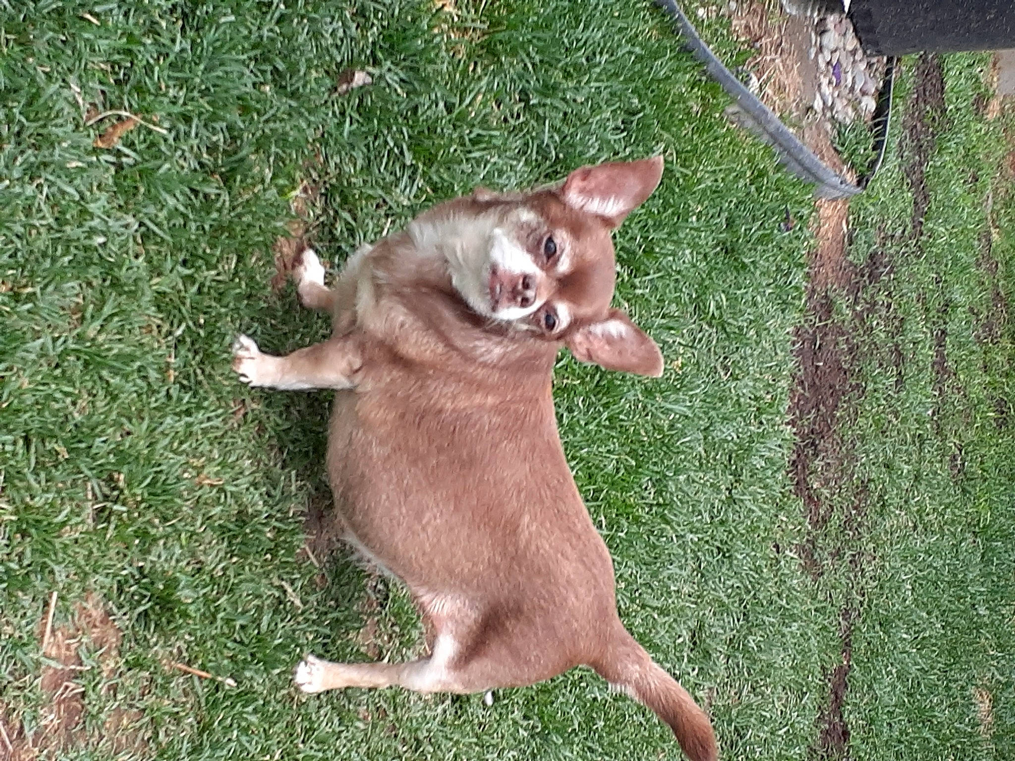 Jeter is registered to the contest to win money with this photo: carnivore, companion_dog, dog, dog_breed, fawn, felidae, fur, goats, grass, liver, paw, plant, small_to_medium_sized_cats, smile, tail, terrestrial_animal, whiskers, working_animal