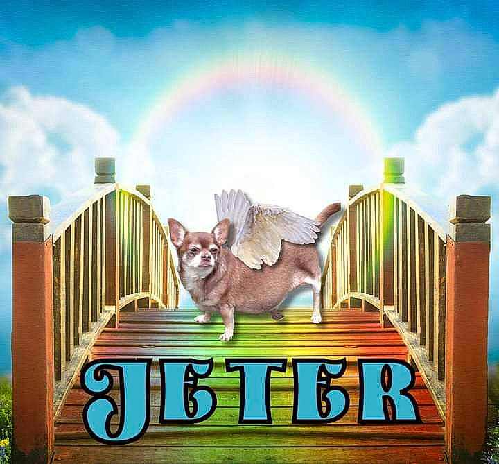 Jeter is registered to the contest to win money with this photo: advertising, art, cloud, fawn, felidae, font, graphics, grass, grassland, illustration, landmark, landscape, meteorological_phenomenon, morning, natural_landscape, nature, rainbow, sky, tail, wood