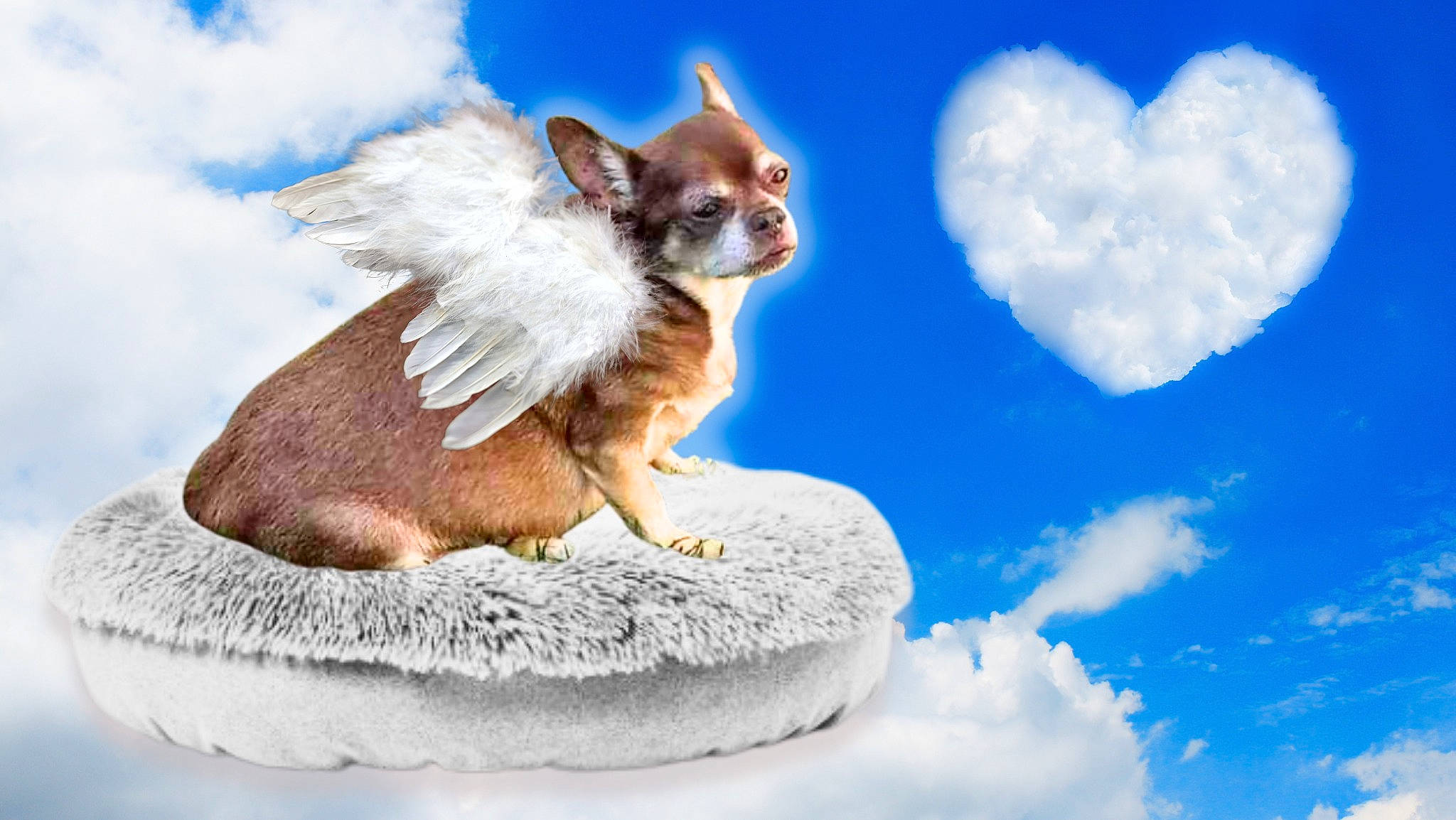 Jeter is registered to the contest to win money with this photo: blue, carnivore, chihuahua, cloud, companion_dog, cumulus, dog, dog_breed, dog_supply, fawn, happy, liver, pet_supply, sky, snout, snow, tail, toy_dog, whiskers, white