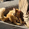 cat, orange_cat, fluffy, sunlight, couch, indoor, relaxing, pet, feline, cozy, texture, beige, paw, tail, domestic_animal, resting, fur, window_light, home, comfortable