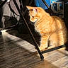 cat, orange_tabby, indoor, wooden_floor, sunlight, shadow, curious, furniture_leg, pet, animal, mammal, whiskers, flooring, domestic_cat, side_view, warm_light, household, looking, standing, cozy