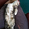 cat, tabby_cat, white_cat, pet, sleeping, relaxed, belly_up, paws, whiskers, pink_nose, fur, striped_fur, indoor, home, lap, human_legs, sofa, cushion, cozy, portrait