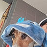 Bandit a rejoint le concours — aidez-le/la à gagner de superbes lots ! dog, animal, pet, costume, hood, blue, shark, face, closeup, person, glasses, hat, indoor, wall, tile, decor, curious, cozy, portrait, cute
