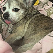 Saydee joined the competition — help win amazing prizes! animal, bed, blanket, chihuahua, closeup, collar, comfort, cozy, cute, dog, ears, fur, indoor, pet, playful, relaxed, resting, small_dog, soft, tongue_out