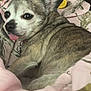 Saydee joined the competition — help win amazing prizes! animal, bed, blanket, chihuahua, closeup, collar, comfort, cozy, cute, dog, ears, fur, indoor, pet, playful, relaxed, resting, small_dog, soft, tongue_out