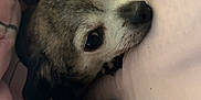 Saydee is registered to the contest to win money with this photo: animal, bed, blanket, closeup, comfort, cozy, cute, dog, domestic_animal, fur, indoors, paws, pet, pink, puppy, relaxation, resting, sleepy, snuggled, soft