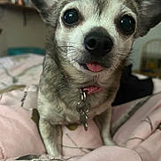 Saydee joined the competition — help win amazing prizes! animal, bedroom, blanket, canine, close_up, collar, cute, dog, domestic_animal, ears, face, friendly, fur, indoor, looking_at_camera, pet, pink, small_dog, tongue_out, whiskers