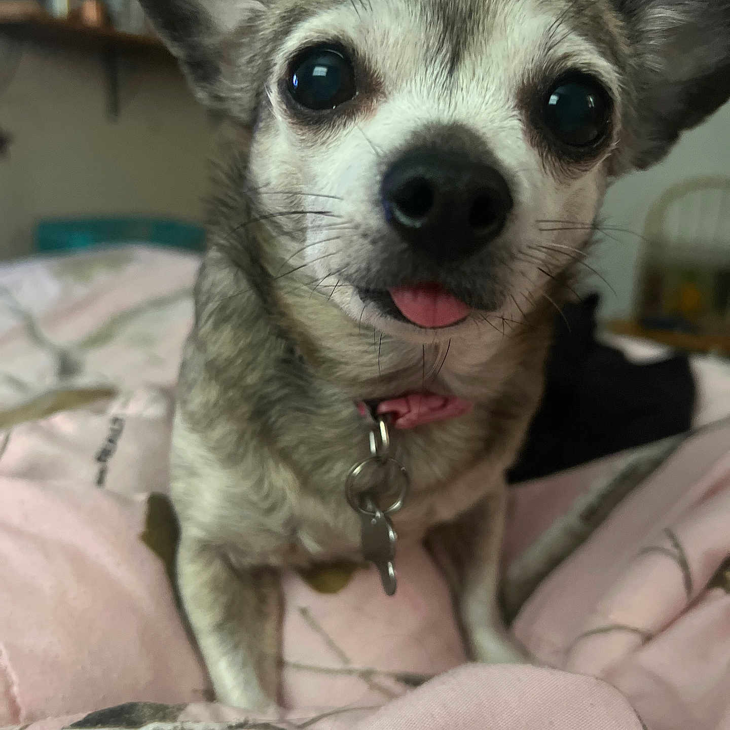 Saydee joined the competition — help win amazing prizes! animal, bedroom, blanket, canine, close_up, collar, cute, dog, domestic_animal, ears, face, friendly, fur, indoor, looking_at_camera, pet, pink, small_dog, tongue_out, whiskers