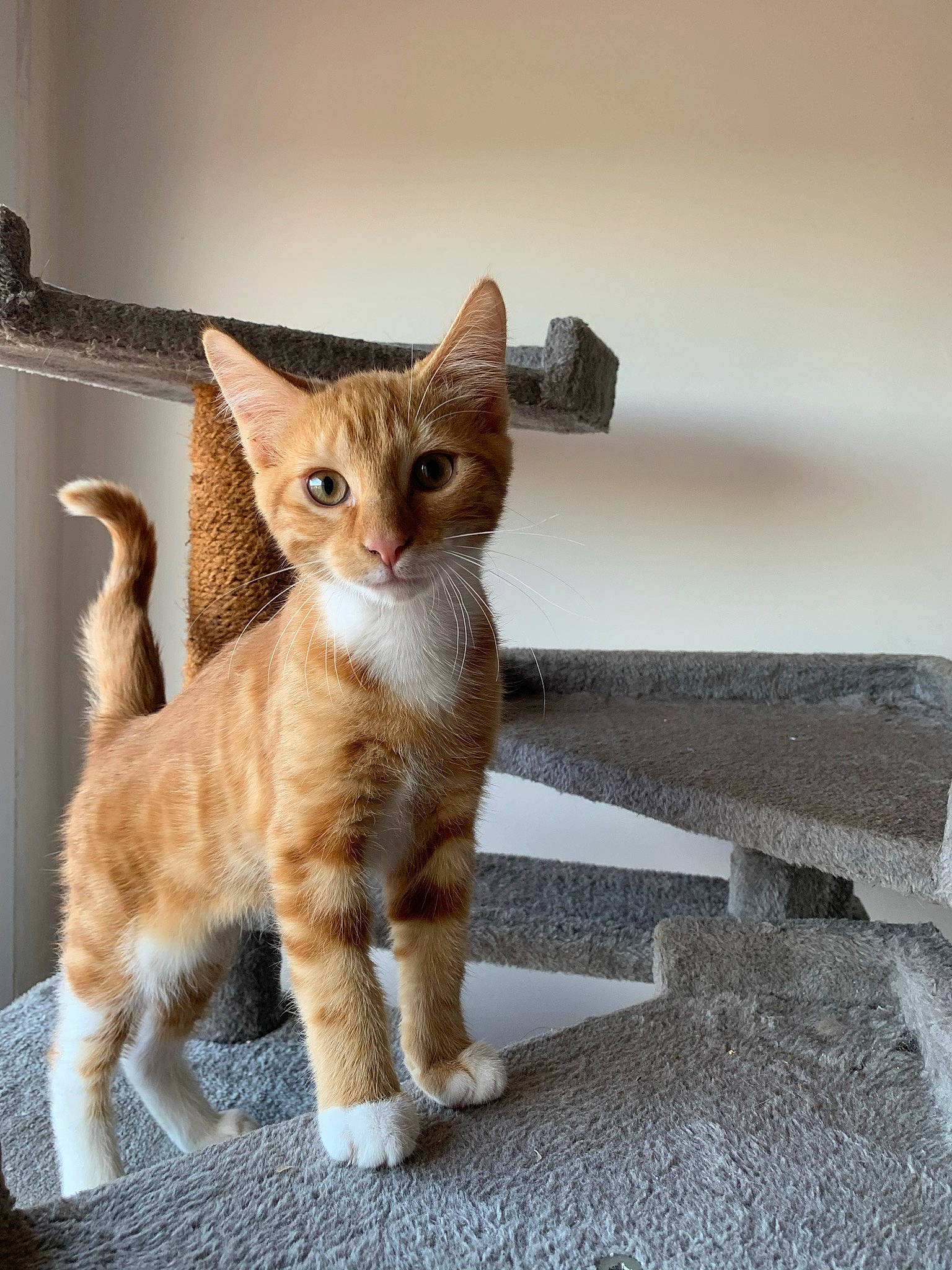 Daxter participe au concours pour gagner de l'argent avec cette photo : carnivore, cat, claw, domestic_short_haired_cat, eye, fawn, felidae, fur, paw, sitting, small_to_medium_sized_cats, snout, tail, terrestrial_animal, wall_plate, whiskers, wood