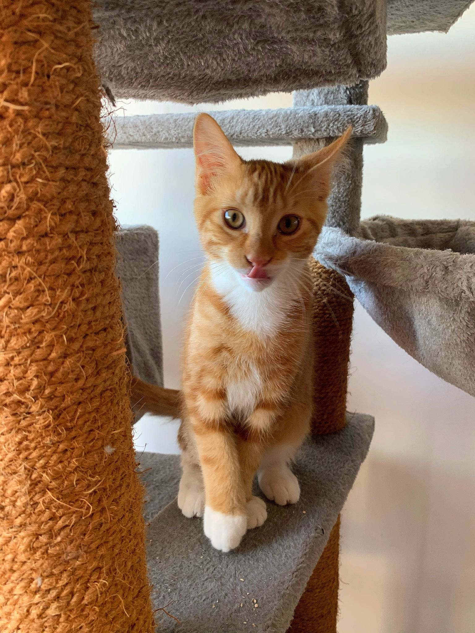 Daxter a rejoint le concours — aidez-le/la à gagner de superbes lots ! carnivore, cat, cat_furniture, cat_supply, claw, domestic_short_haired_cat, eye, fawn, felidae, foot, fur, paw, pet_supply, sitting, small_to_medium_sized_cats, snout, tail, trunk, whiskers, wood