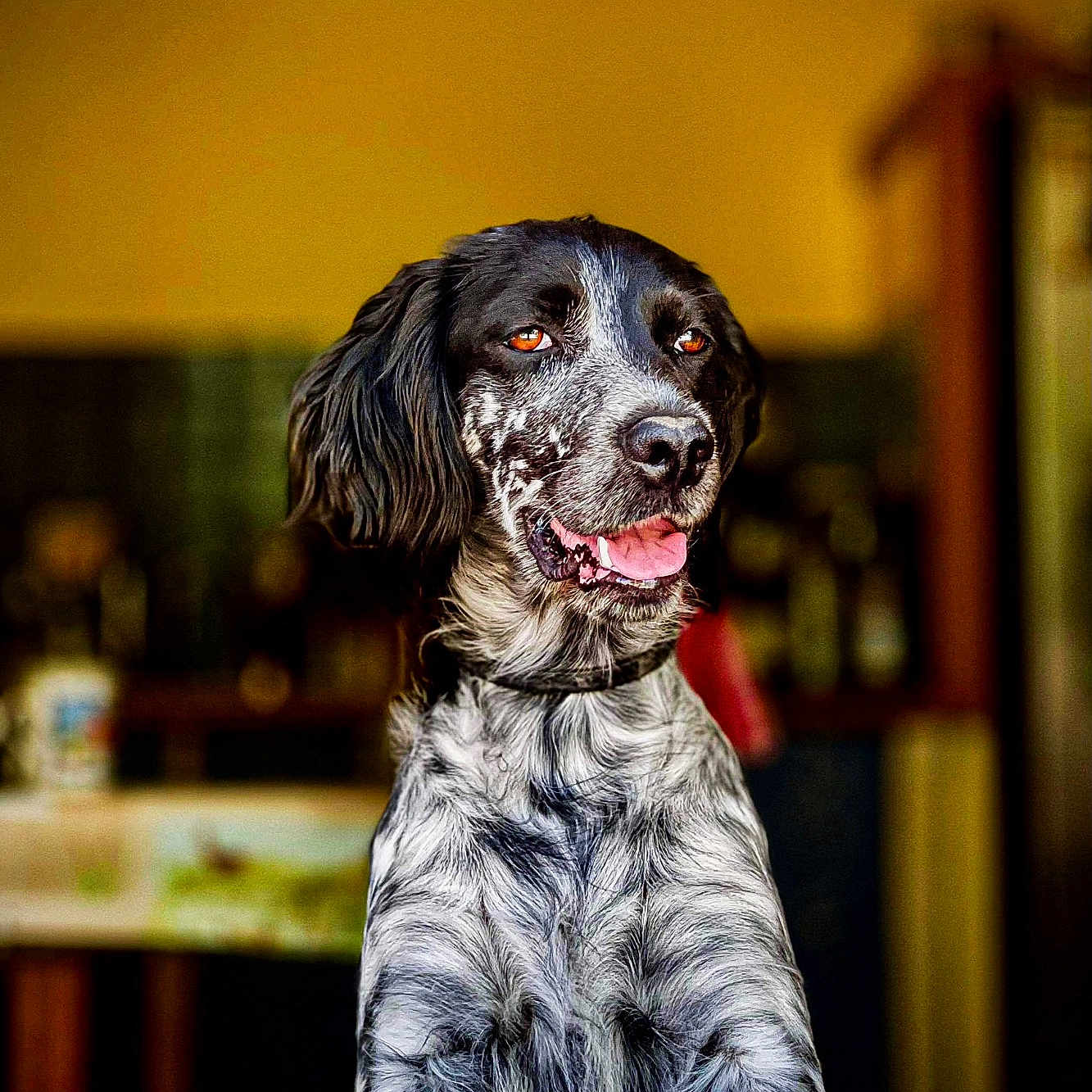 Taylor participe au concours pour gagner de l'argent avec cette photo : animal, bodypart, canine, cockerspaniel, dog, face, hardwood, head, hound, mouth, papillon, person, pet, photography, plywood, pointer, portrait, puppy, terrier, wood