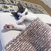 Monkey joined the competition — help win amazing prizes! kitten, cat, blanket, paw, indoor, cushion, carpet, white, gray, pet, cute, feline, relaxing, cozy, stretching, soft, home, curious, animal, fur