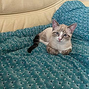Byss participe au concours pour gagner de l'argent avec cette photo : animal, blanket, blue_eyes, cat, comfort, couch, cute, ears, feline, fur, home, indoor, leather, pattern, pet, portrait, relaxed, resting, tail, whiskers