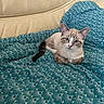 animal, blanket, blue_eyes, cat, comfort, couch, cute, ears, feline, fur, home, indoor, leather, pattern, pet, portrait, relaxed, resting, tail, whiskers