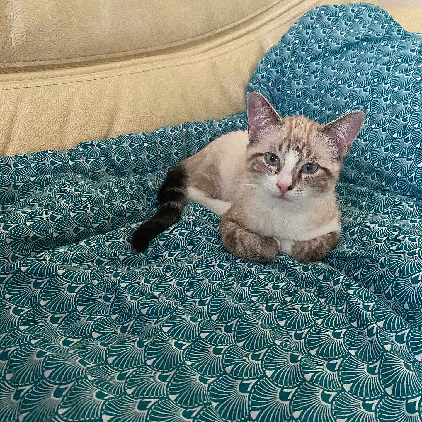 Byss participe au concours pour gagner de l'argent avec cette photo : animal, blanket, blue_eyes, cat, comfort, couch, cute, ears, feline, fur, home, indoor, leather, pattern, pet, portrait, relaxed, resting, tail, whiskers
