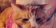 Psycho is registered to the contest to win money with this photo: abyssinian, accessories, angora, animal, cap, cat, clothing, egyptiancat, face, hat, head, kitten, leash, manx, person, pet, photography, portrait, siamese, toy