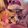 abyssinian, accessories, angora, animal, cap, cat, clothing, egyptiancat, face, hat, head, kitten, leash, manx, person, pet, photography, portrait, siamese, toy