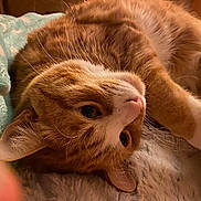 Pyscho is registered to the contest to win money with this photo: animal, cat, close_up, cozy, cute, cute_pet, domestic_cat, face, feline, fur, ginger_cat, indoor, paw, pet, relaxed, resting, sleepy, soft_blanket, whiskers, white_fur