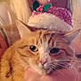 animal, blonde_hair, cat, close_up, cute, domestic_cat, face, festive, ginger_cat, hat, holding, holiday, holly, indoor, person, pet, pink, portrait, whiskers, white_fur