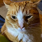 Pyscho is registered to the contest to win money with this photo: cat, ginger_cat, white_fur, close_up, pet, indoor, feline, whiskers, fur, animal, cozy, fireplace, domestic_cat, face, ears, mammal, cute, relaxed, portrait, household