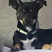 Chewy joined the competition — help win amazing prizes! dog, pet, black, tan, collar, indoor, resting, close_up, animal, canine, fur, ears, face, paw, cute, small, domestic, furry, companion, mammal