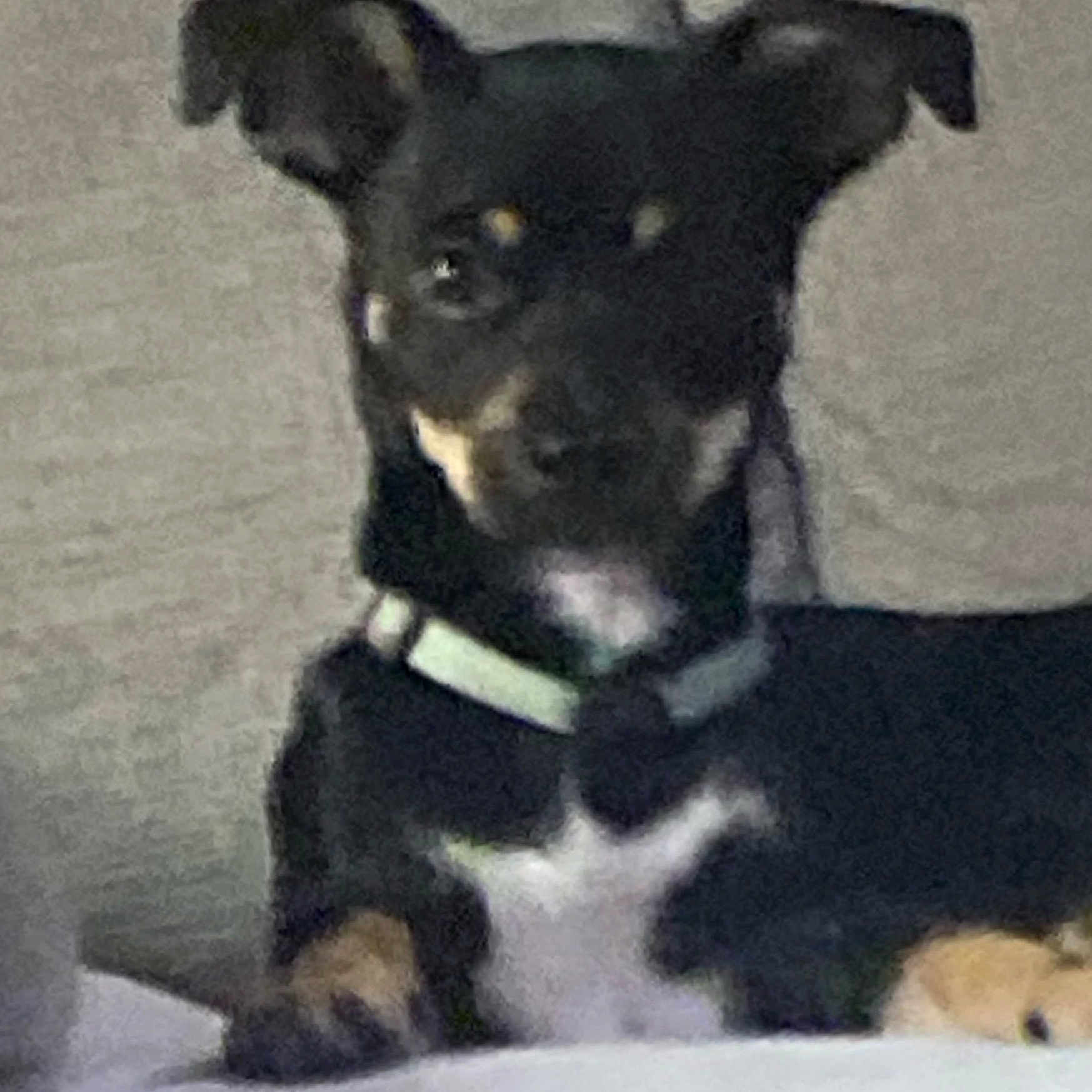 Chewy joined the competition — help win amazing prizes! animal, black, canine, close_up, collar, companion, cute, dog, domestic, ears, face, fur, furry, indoor, mammal, paw, pet, resting, small, tan