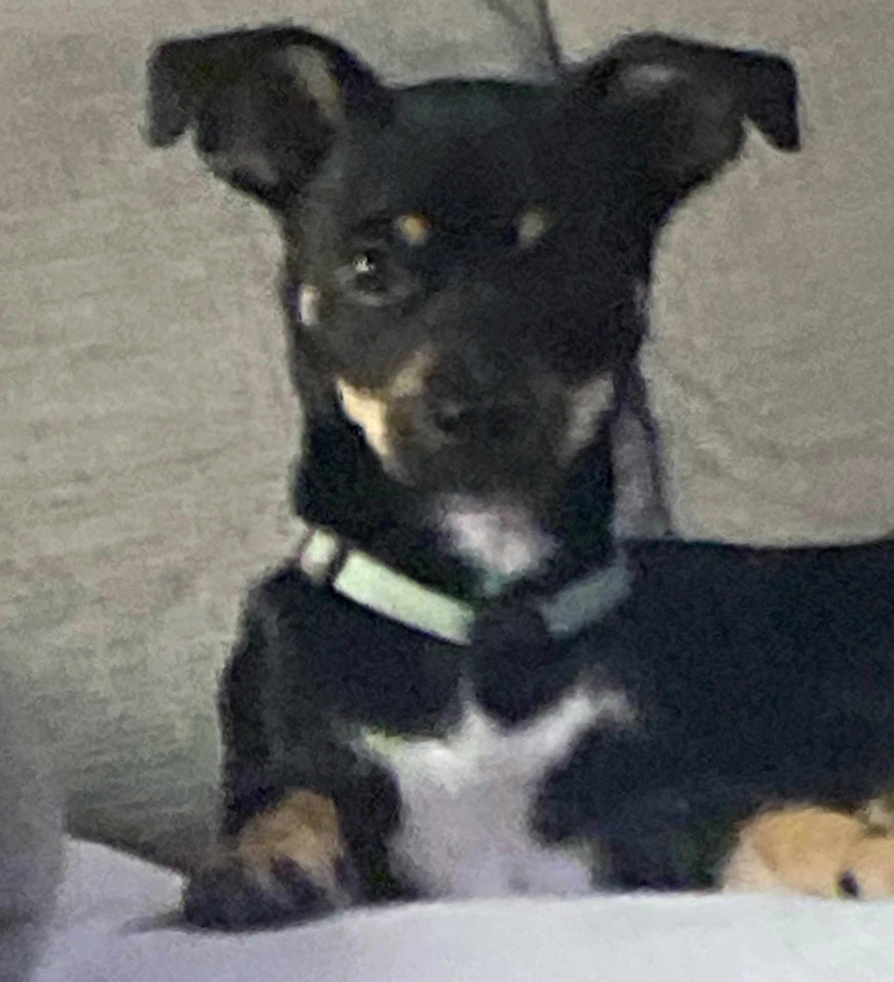 Chewy joined the competition — help win amazing prizes! dog, pet, black, tan, collar, indoor, resting, close_up, animal, canine, fur, ears, face, paw, cute, small, domestic, furry, companion, mammal