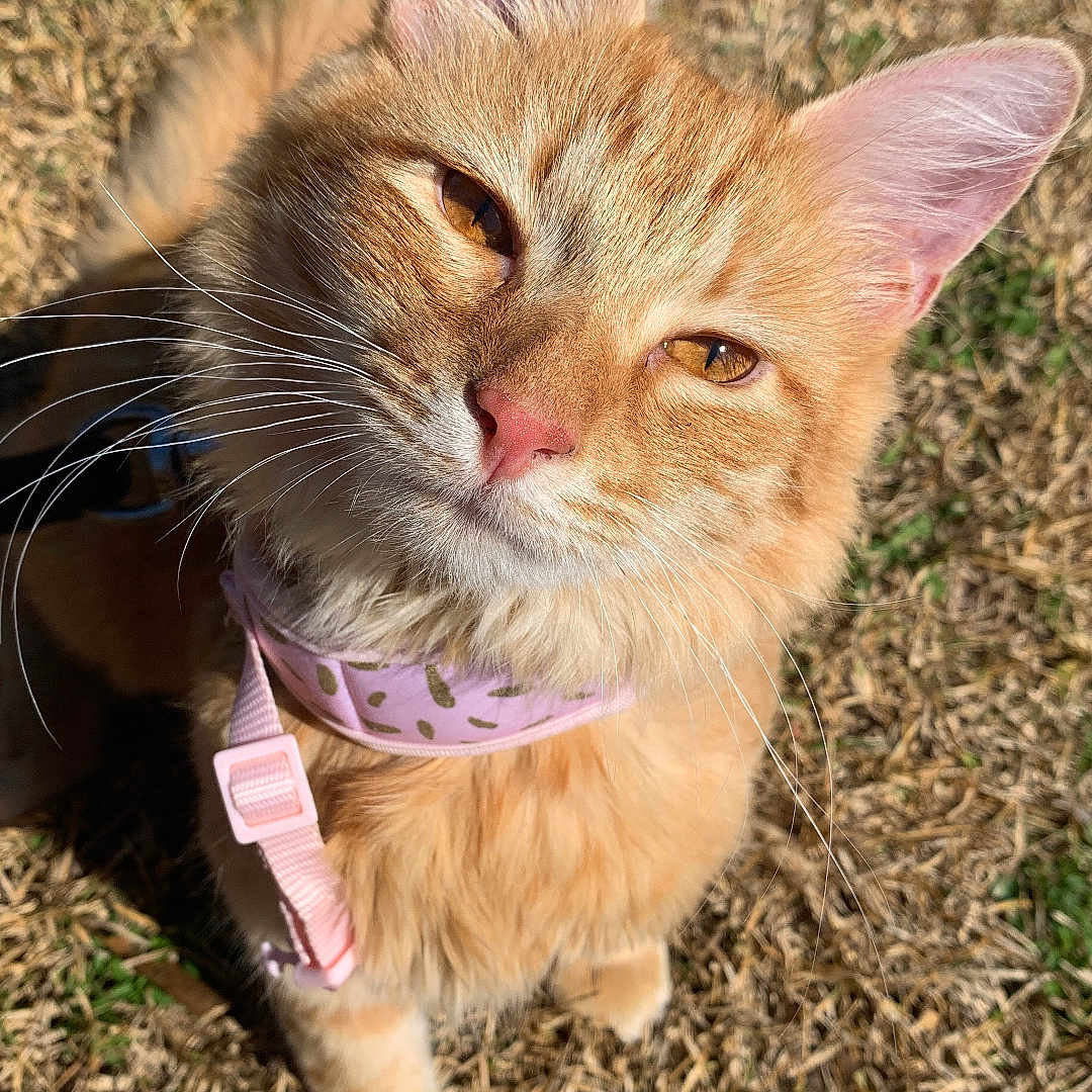 Milo is registered to the contest to win money with this photo: animal, cat, close_up, collar, cute, daytime, domestic_cat, ears, feline, fluffy, grass, nature, nose, orange_cat, outdoor, pet, pink, portrait, sunlight, whiskers