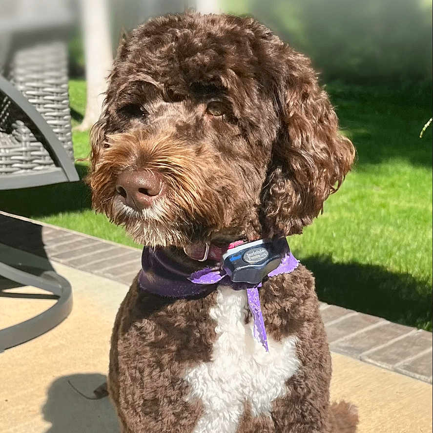 Rileyanne joined the competition — help win amazing prizes! dog, brown_dog, white_patch, purple_collar, outdoor, sunlight, patio, concrete, grass, shadow, pet, canine, sitting, fur, daytime, collar, leash, animal, companion, garden