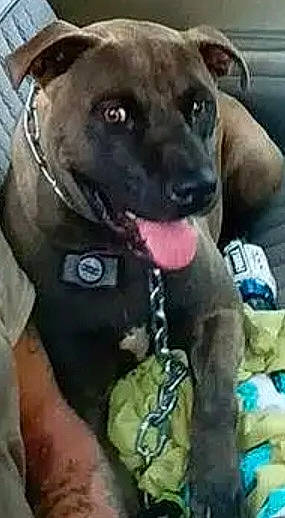 Smokestax is registered to the contest to win money with this photo: carnivore, collar, companion_dog, dog, dog_breed, dog_collar, dog_supply, fashion_accessory, law_enforcement, pet_supply, working_dog