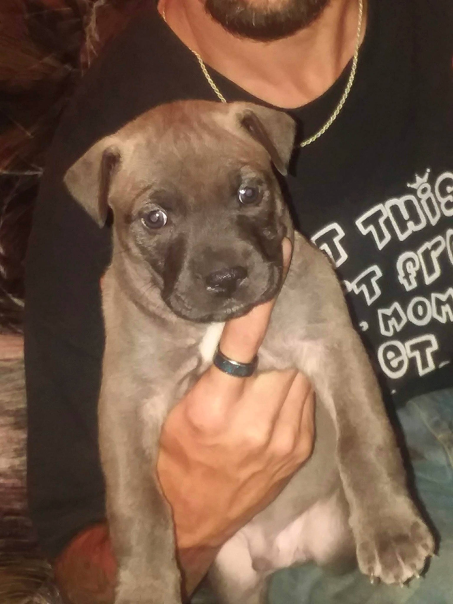 Smokestax is registered to the contest to win money with this photo: canidae, carnivore, companion_dog, dog, dog_breed, ear, elbow, fawn, fur, non_sporting_group, puppy, sleeve, snout, sporting_group, t_shirt, toy_dog, watch, whiskers, working_animal, wrist