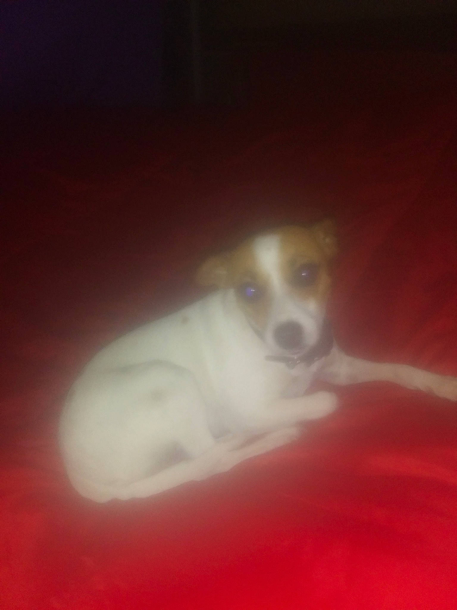 Samantha joined the competition — help win amazing prizes! carnivore, companion_dog, darkness, dog, dog_breed, fur, non_sporting_group, paw, sporting_group, terrestrial_animal, whiskers, working_animal